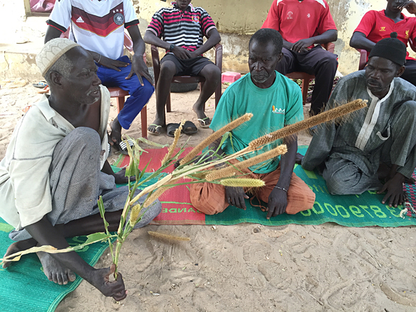 36. Black International Cinema Berlin 2021 | In Praise of Millets, Africa´s Heritage
